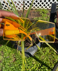 YELLOW FRAMES